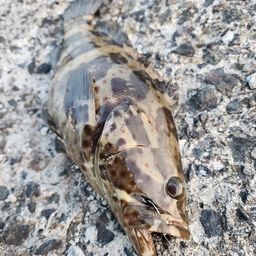 チャイロマルハタ