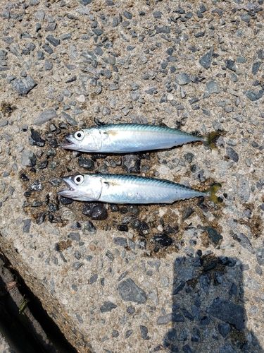 サバの釣果