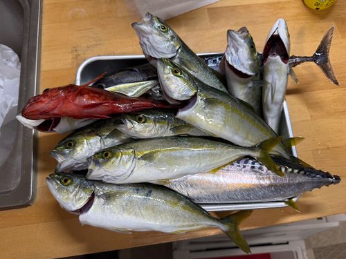 ソウダガツオの釣果