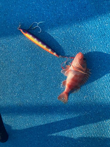 ユメカサゴの釣果