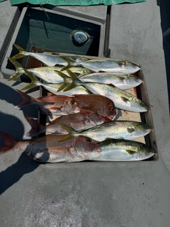 タイの釣果
