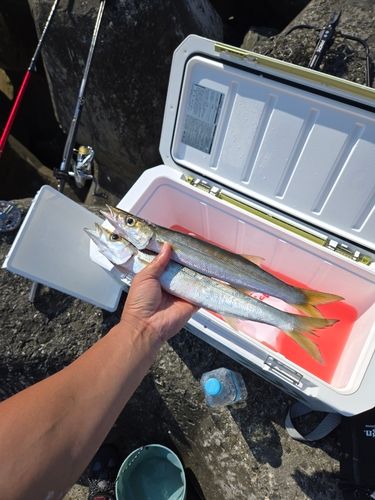 カマスの釣果