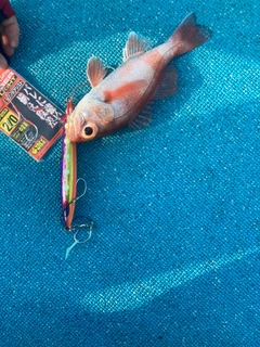 アカムツの釣果