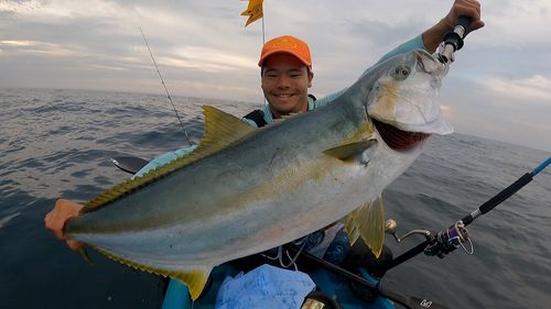 ヒラマサの釣果