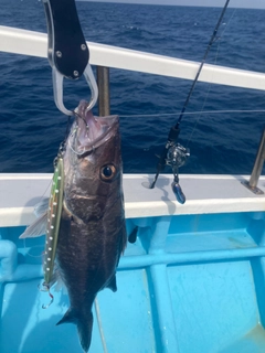 アラの釣果