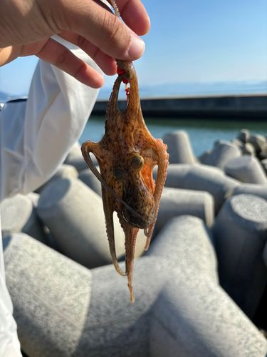 タコの釣果