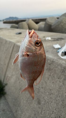 チャリコの釣果