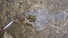 ソゲの釣果