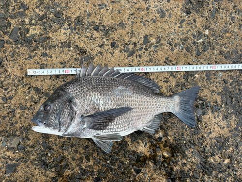チヌの釣果