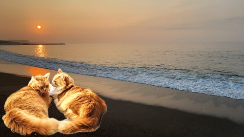 キスの釣果
