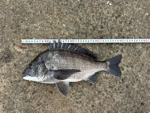 チヌの釣果