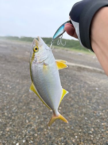 ショゴの釣果