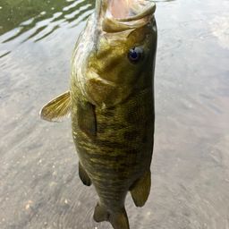 スモールマウスバス