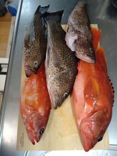 アカハタの釣果