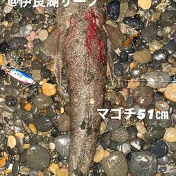 マゴチ