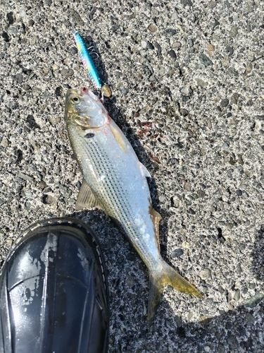 コノシロの釣果