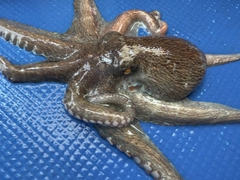 マダコの釣果