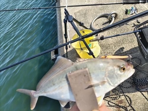 ショゴの釣果