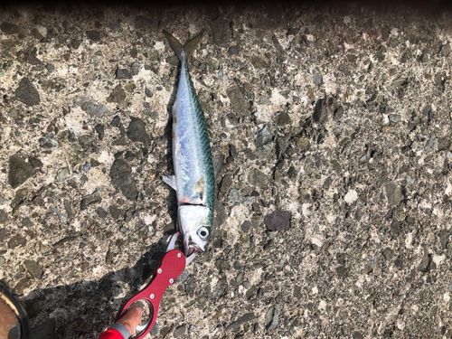サバの釣果