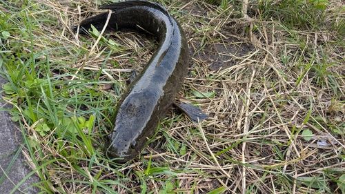 ライギョの釣果