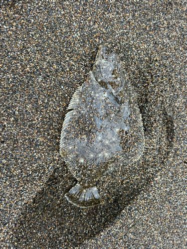 ソゲの釣果