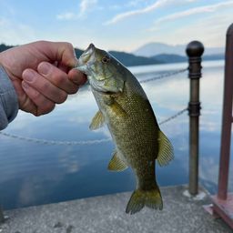 スモールマウスバス