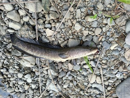 ライギョの釣果