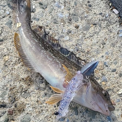 アイナメの釣果