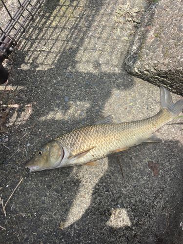 ニゴイの釣果