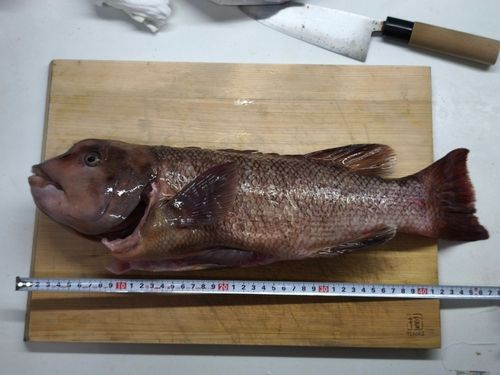 コブダイの釣果