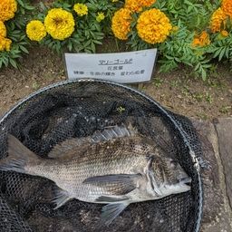 クロダイ
