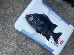 イシダイの釣果