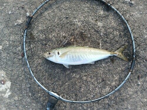 アオアジの釣果