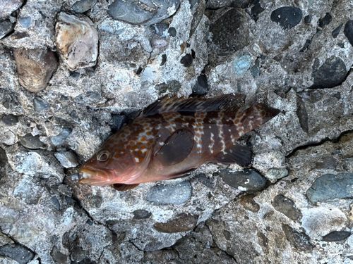 キジハタの釣果