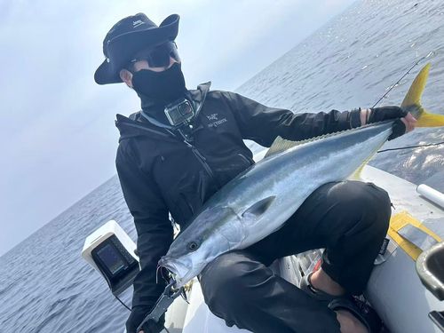 ヒラマサの釣果