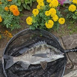 クロダイ