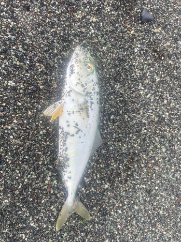 ワカシの釣果