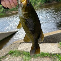 スモールマウスバス