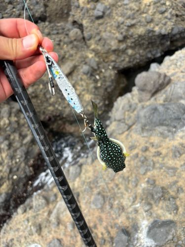 クサフグの釣果