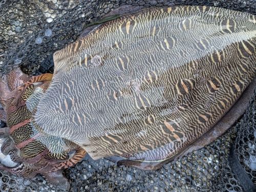 モンゴイカの釣果