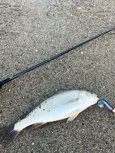 イシモチの釣果