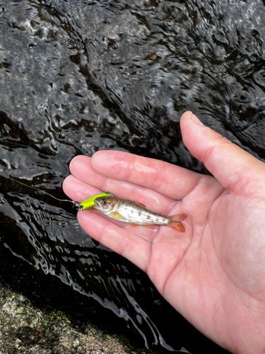 ヤマメの釣果