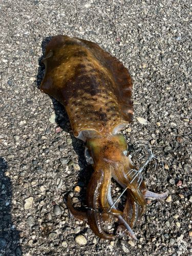 アオリイカの釣果