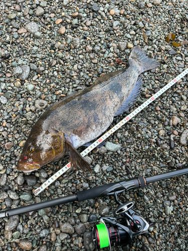 アイナメの釣果