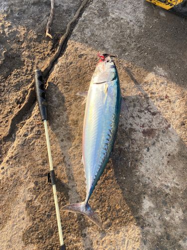 ソウダガツオの釣果