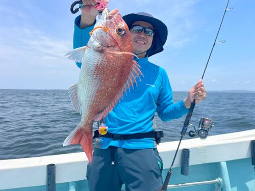 マダイの釣果