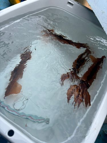 スルメイカの釣果
