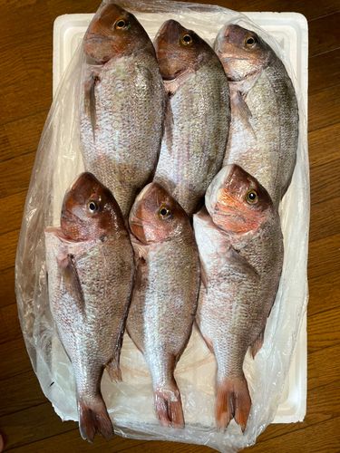 マダイの釣果