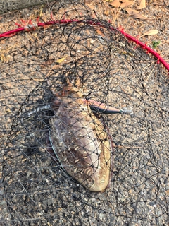 モンゴウイカの釣果