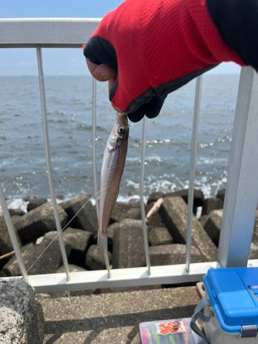 シロギスの釣果